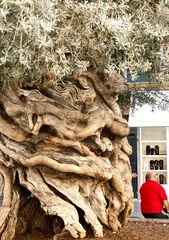 Rotes in Palma...............