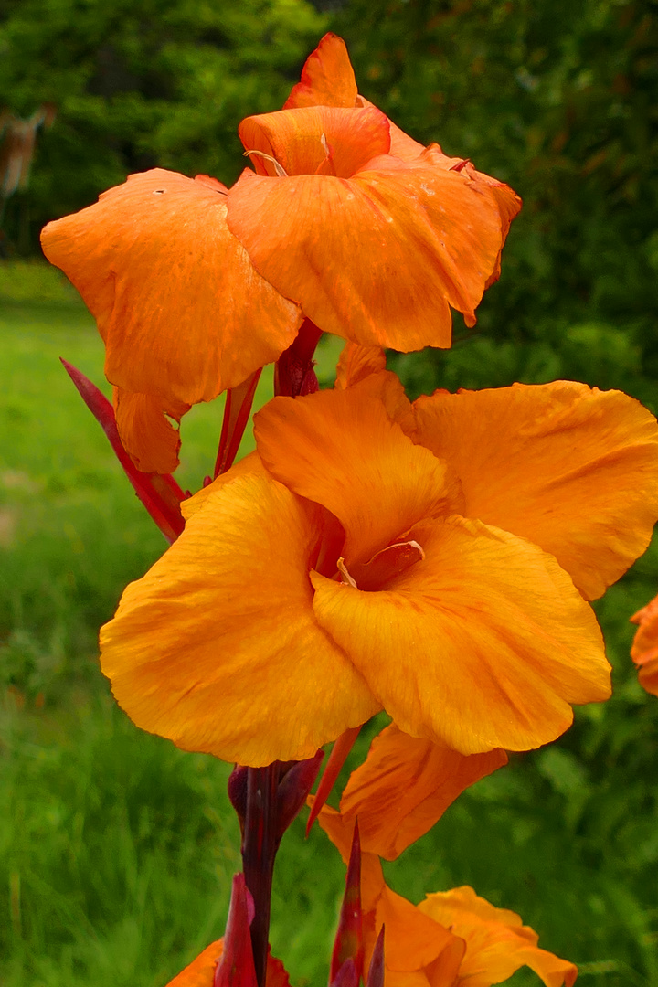 Rotes Indisches Blumenrohr