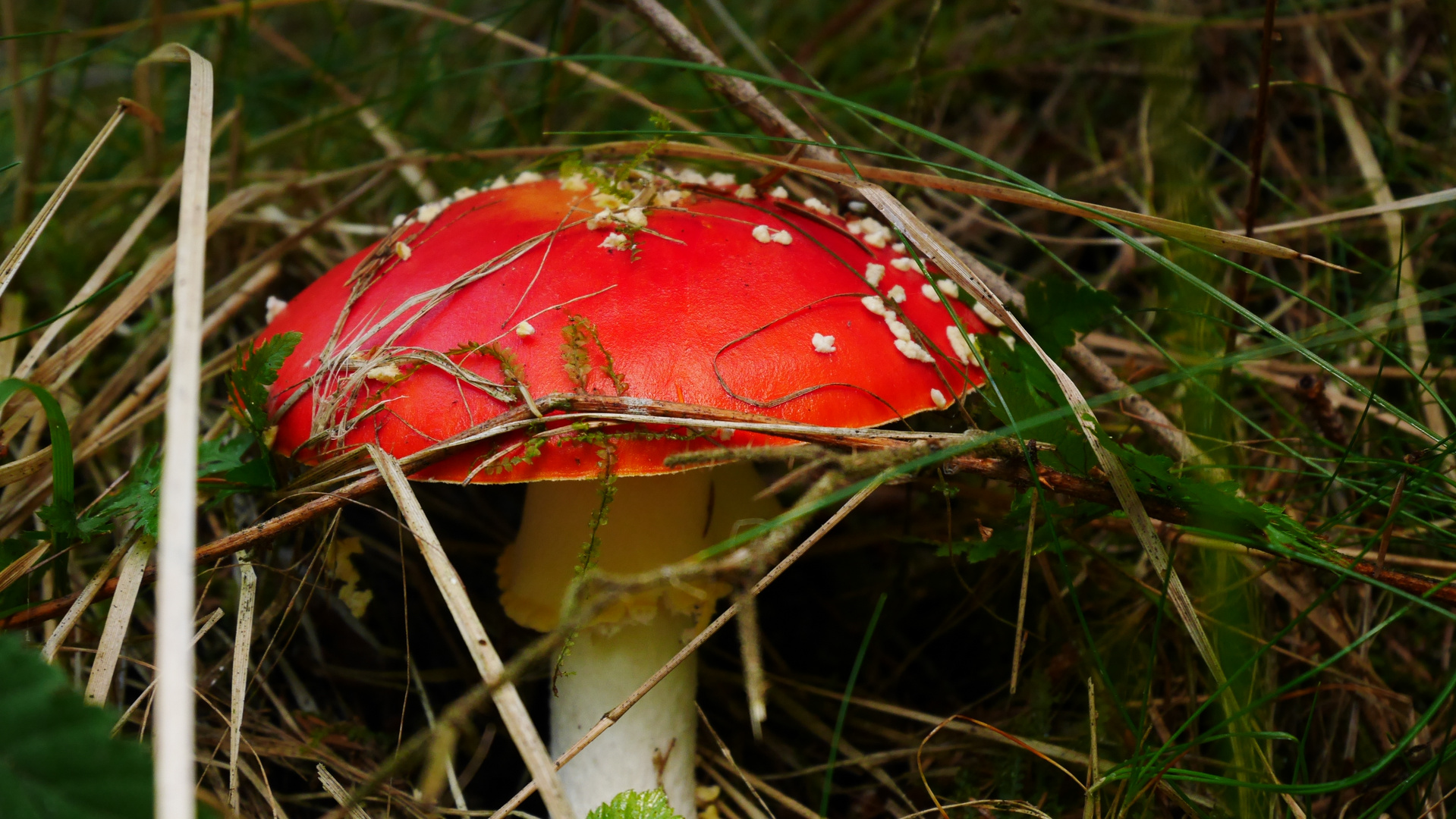 Rotes Jäckchen, weiße Fleckchen...