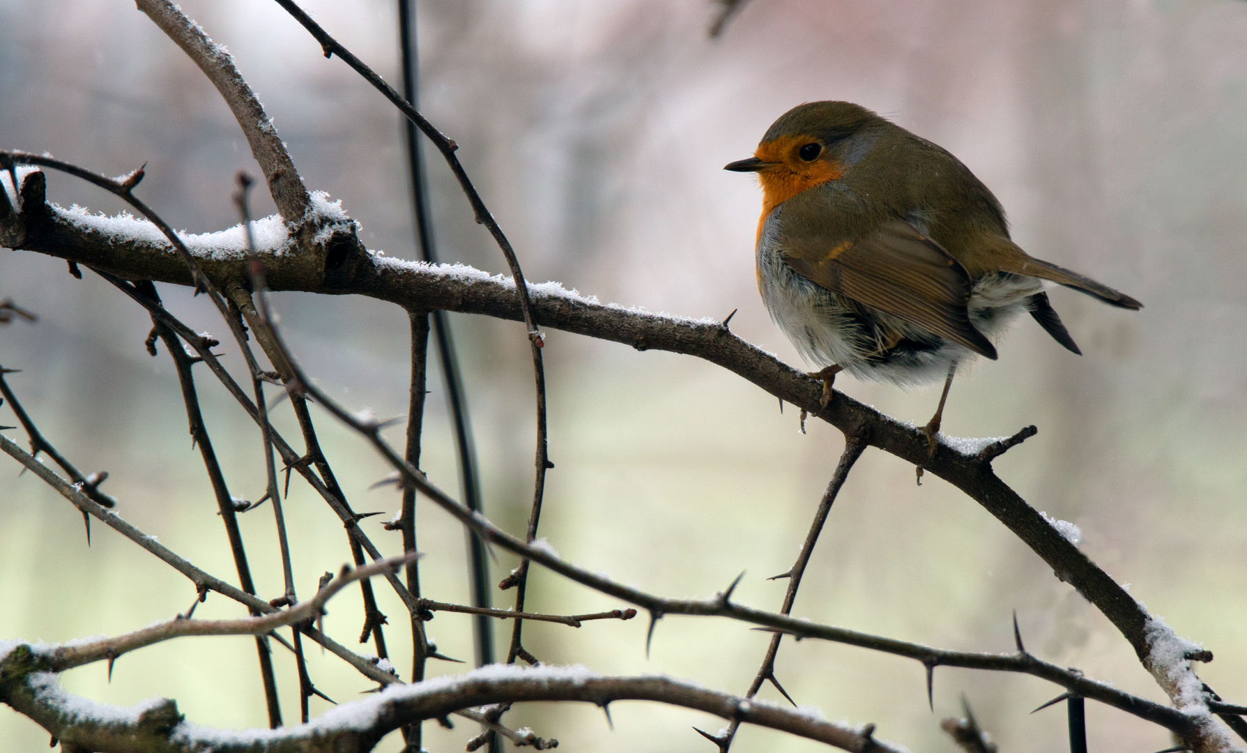 Rotes Kehlchen