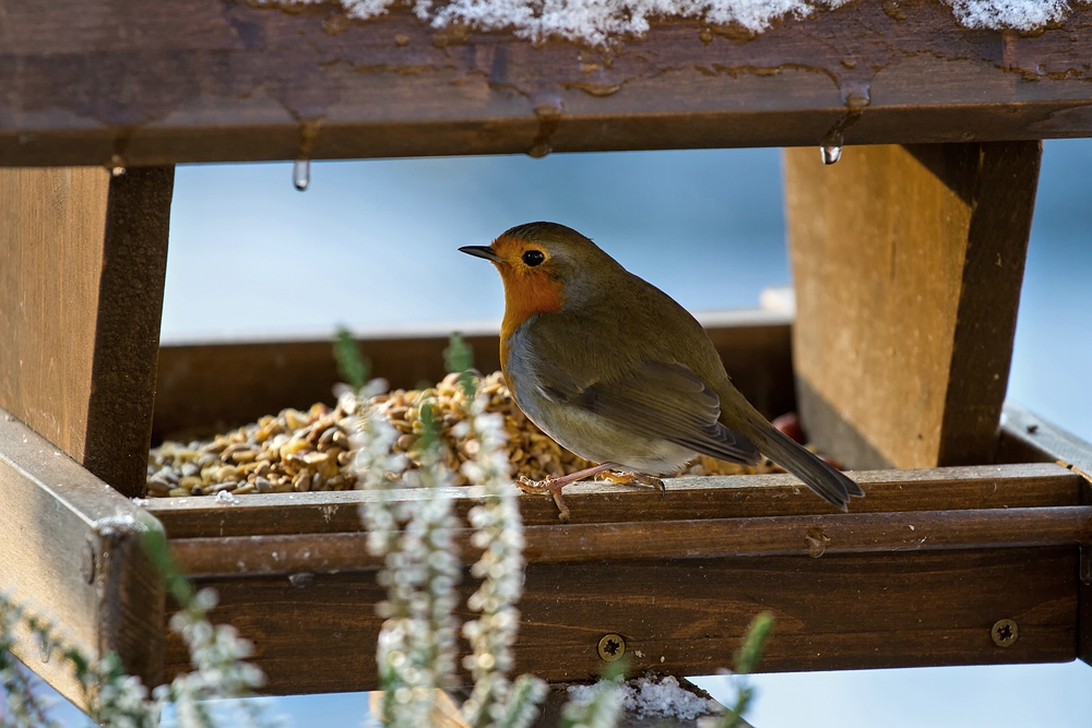 Rotes Kehlchen...