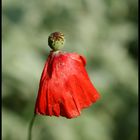 rotes kleid