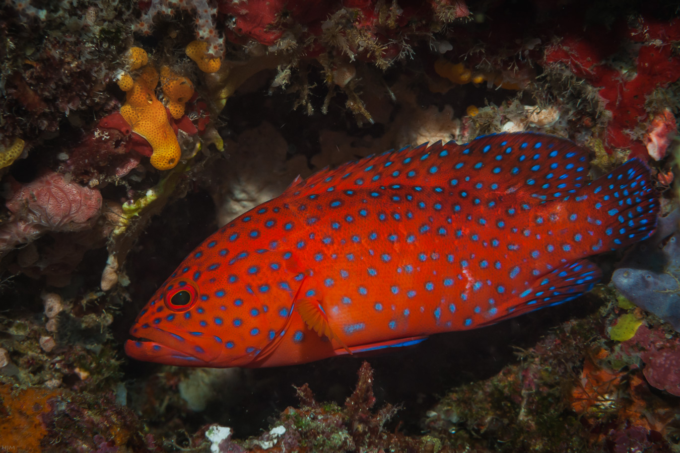 Rotes Kleid mit blauen Punkten