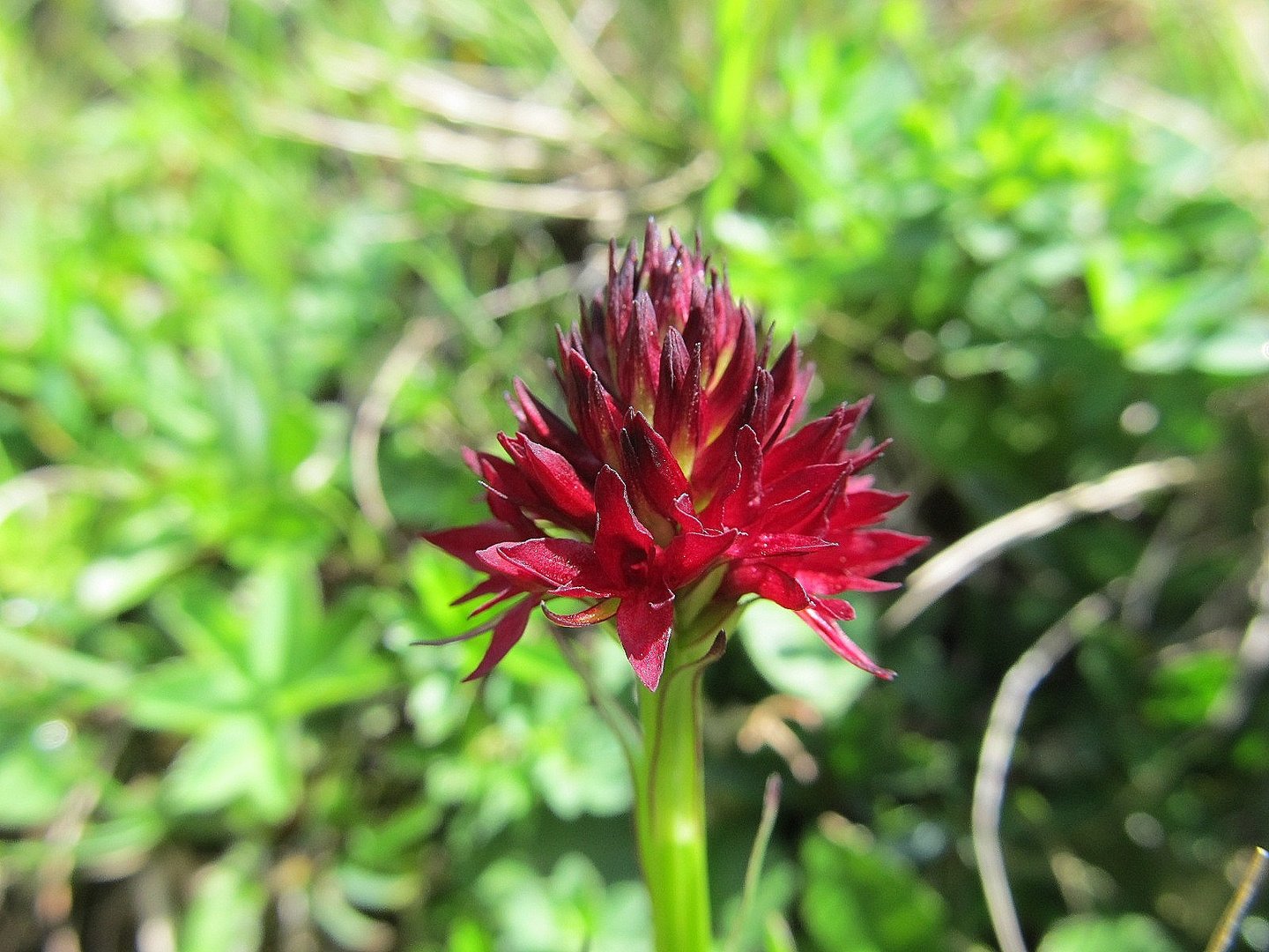 Rotes Kohlröschen