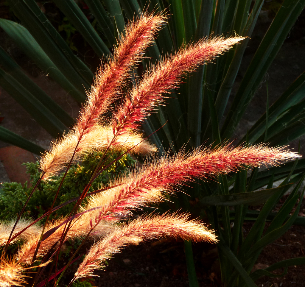 Rotes Lampenputzergras