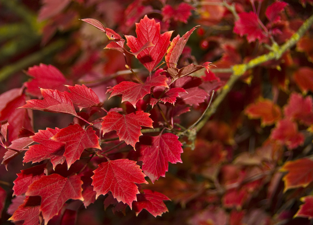 Rotes Laub