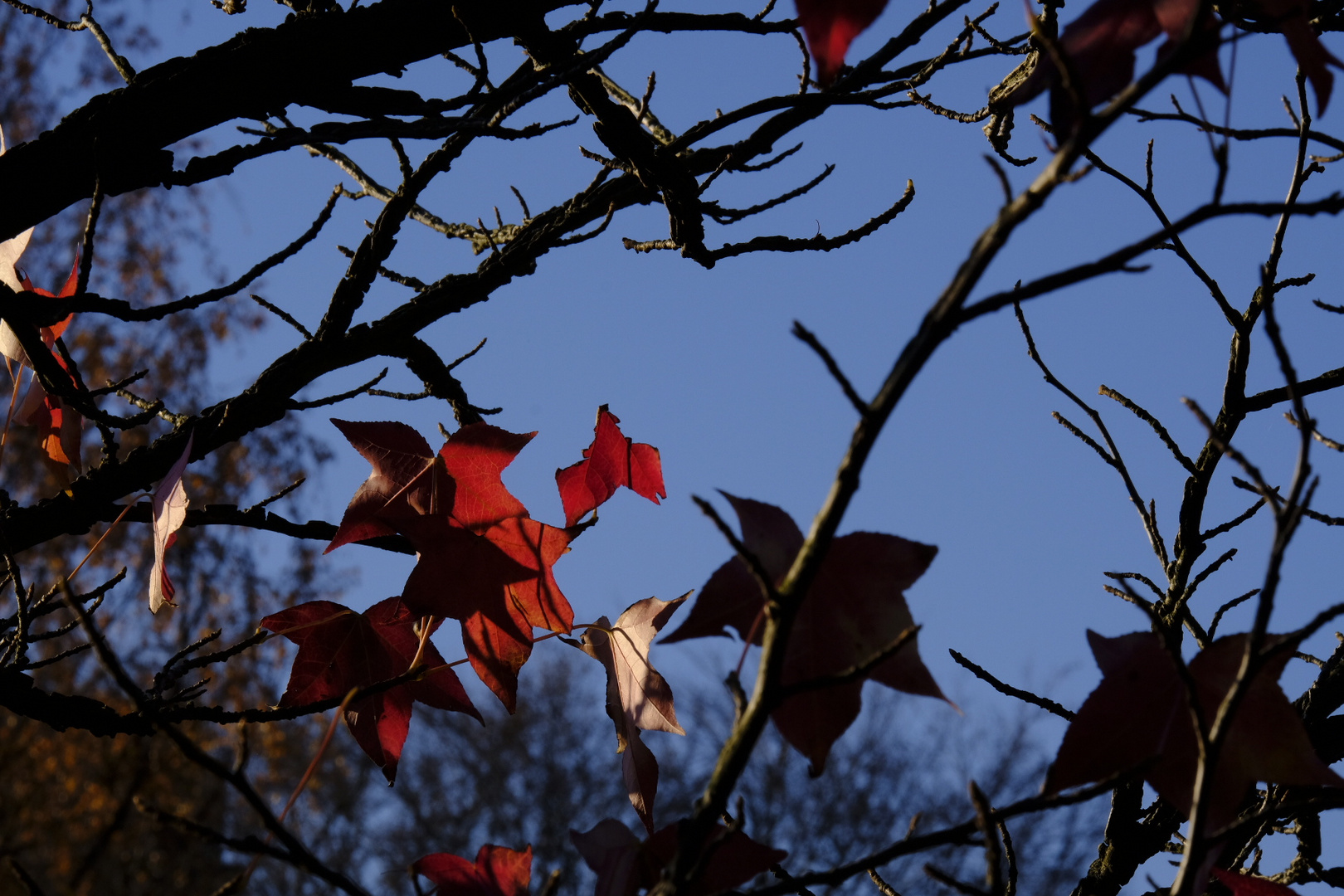 Rotes Laub