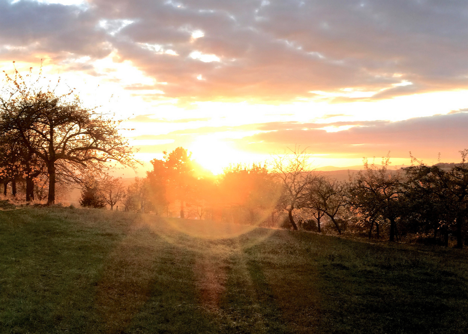 Rotes Laub beim Sonnenuntergang