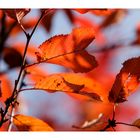 Rotes Laub im Gegenlicht