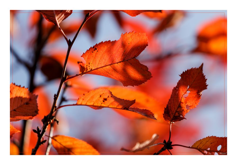 Rotes Laub im Gegenlicht