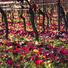 Rotes Laub im Weinberg