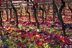 Rotes Laub im Weinberg