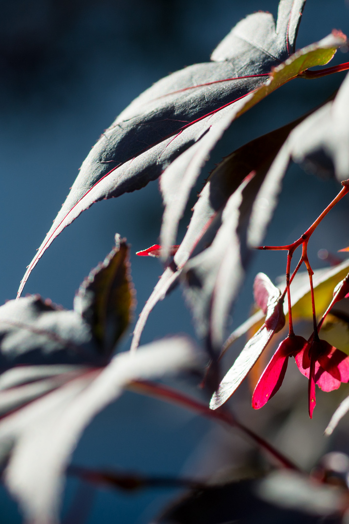 Rotes Leuchten