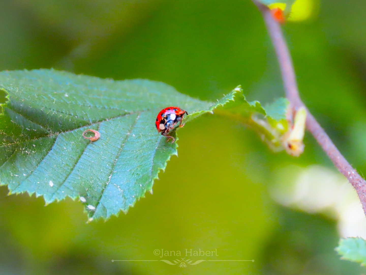 Rotes leuchten