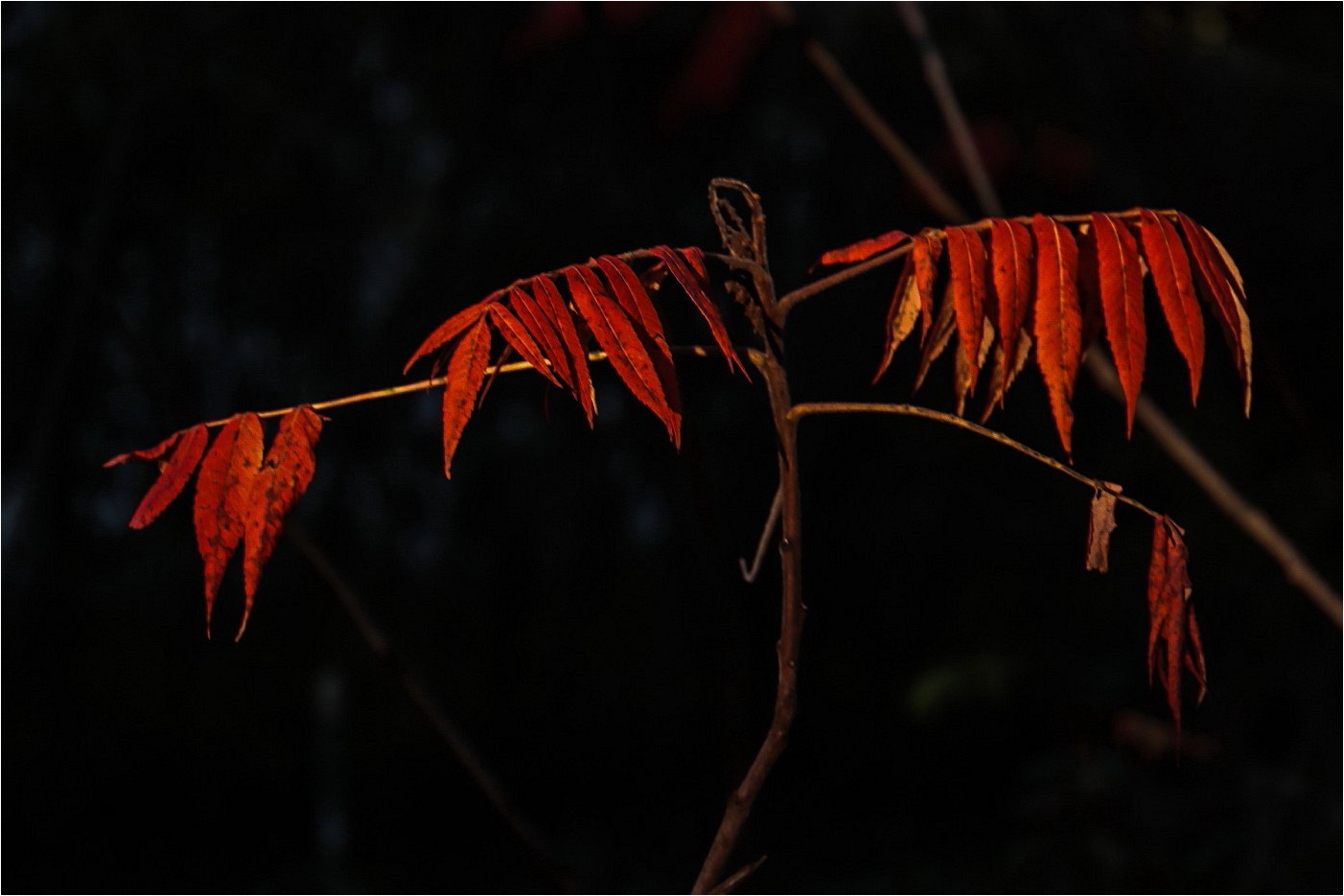 Rotes Leuchten 1