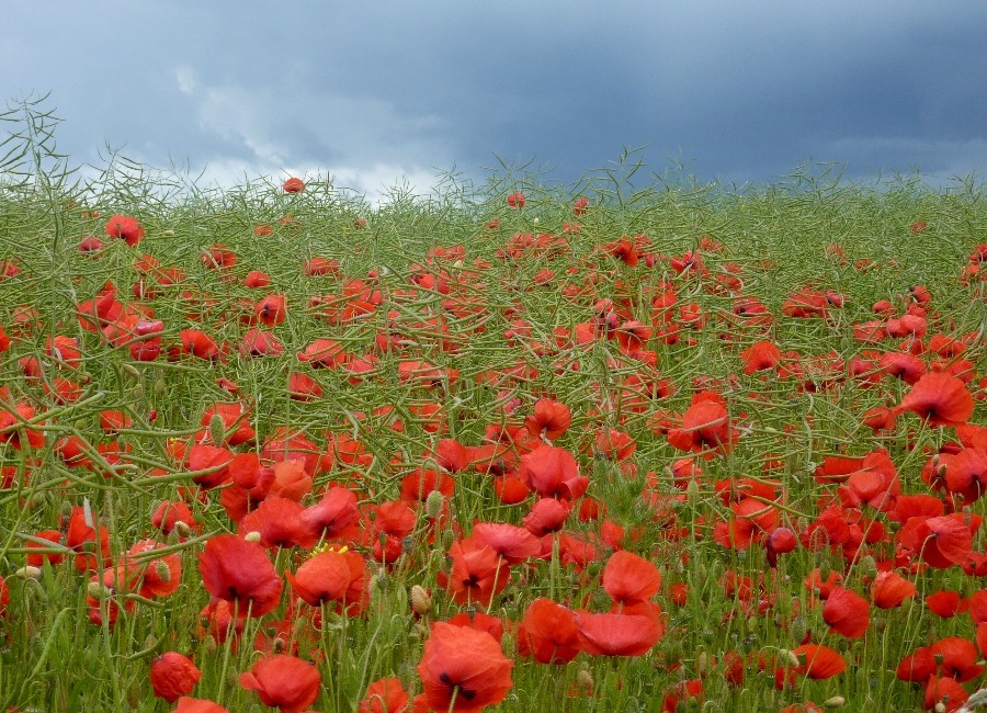 Rotes Leuchten