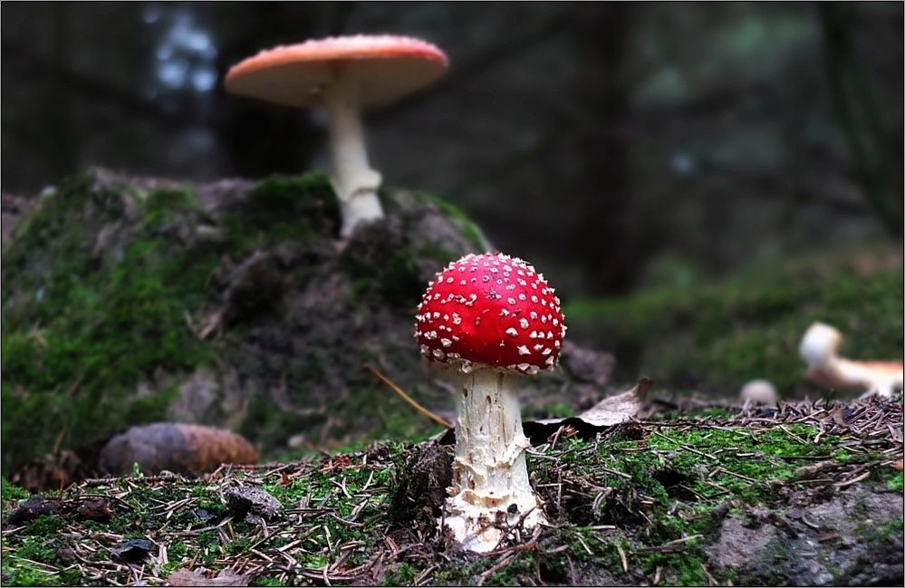 Rotes Leuchten im dunklen Wald