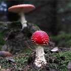 Rotes Leuchten im dunklen Wald