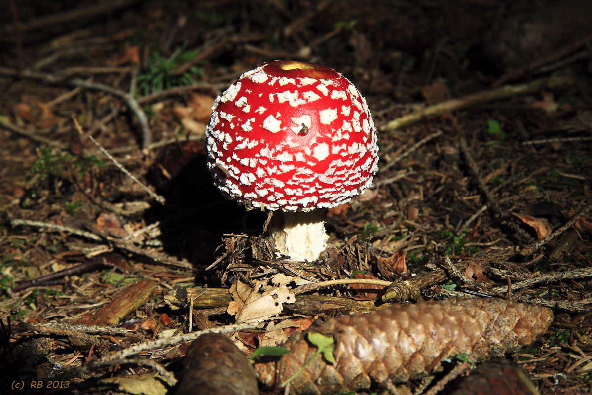 Rotes Männle im Wald