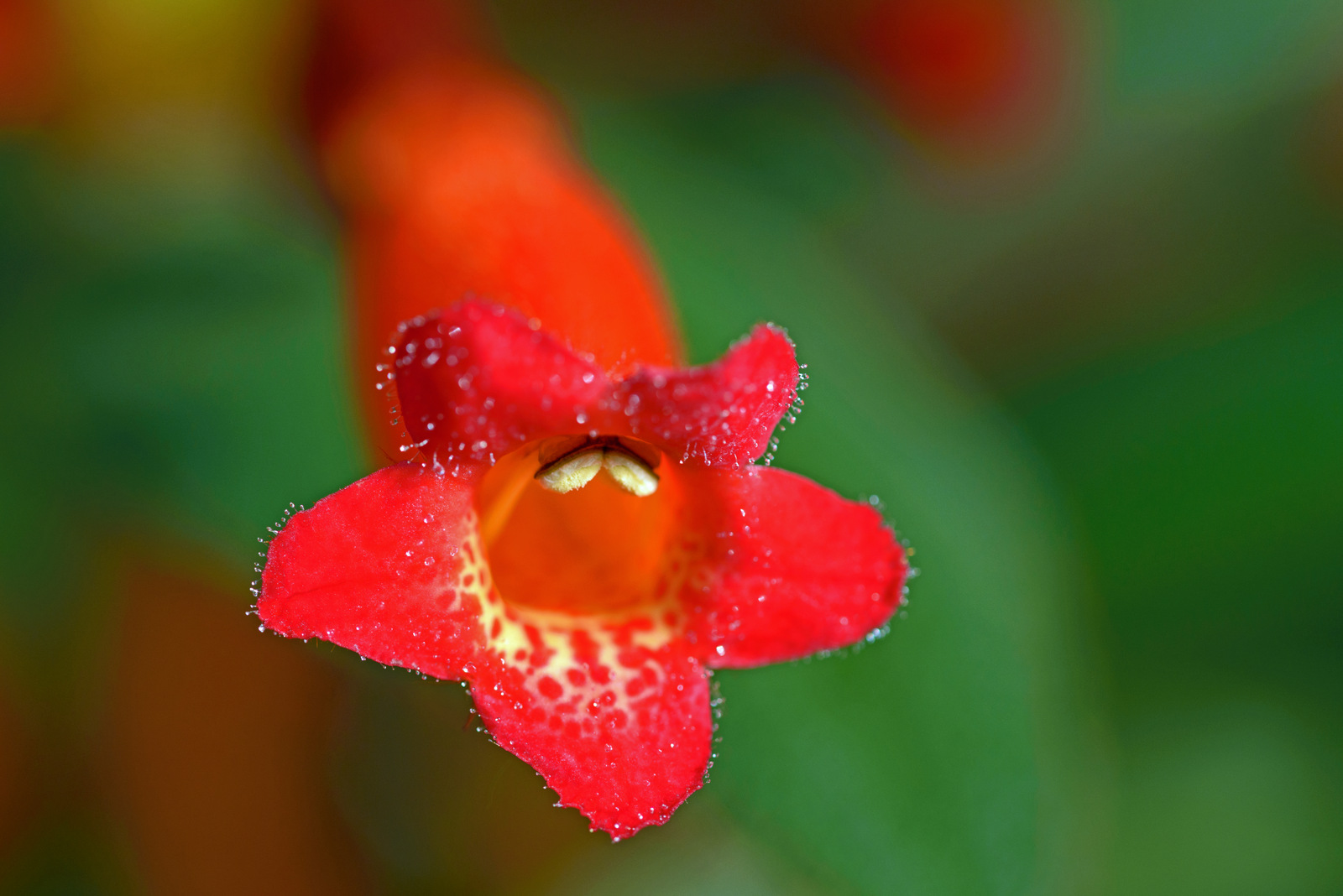 Rotes Mäulchen.