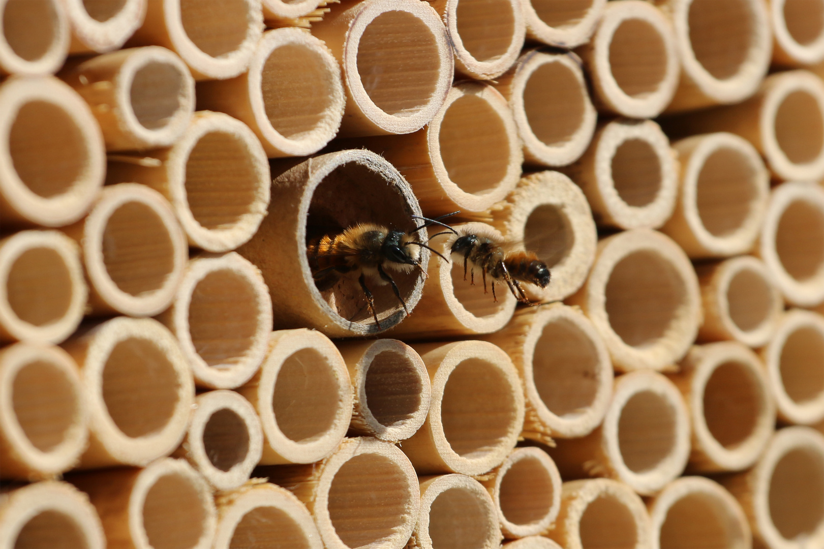 Rotes Mauerbienenpaar in Aktion