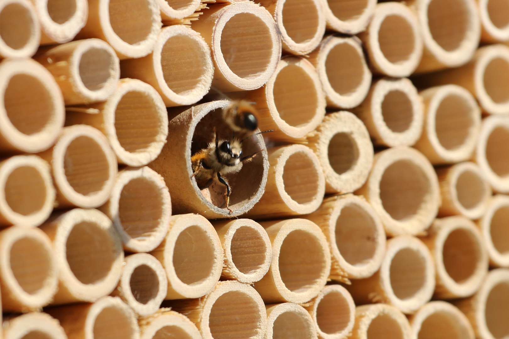 Rotes Mauerbienenpaar in Aktion II