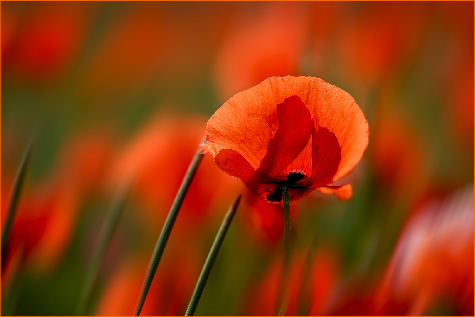 Rotes Meer