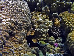 Rotes Meer-2006-Unterwasserlandschaften 2