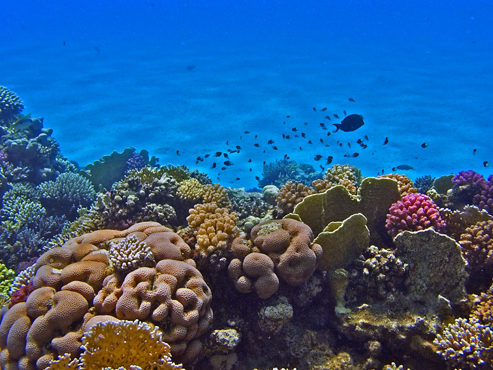 Rotes Meer-2006-Unterwasserlandschaften 3