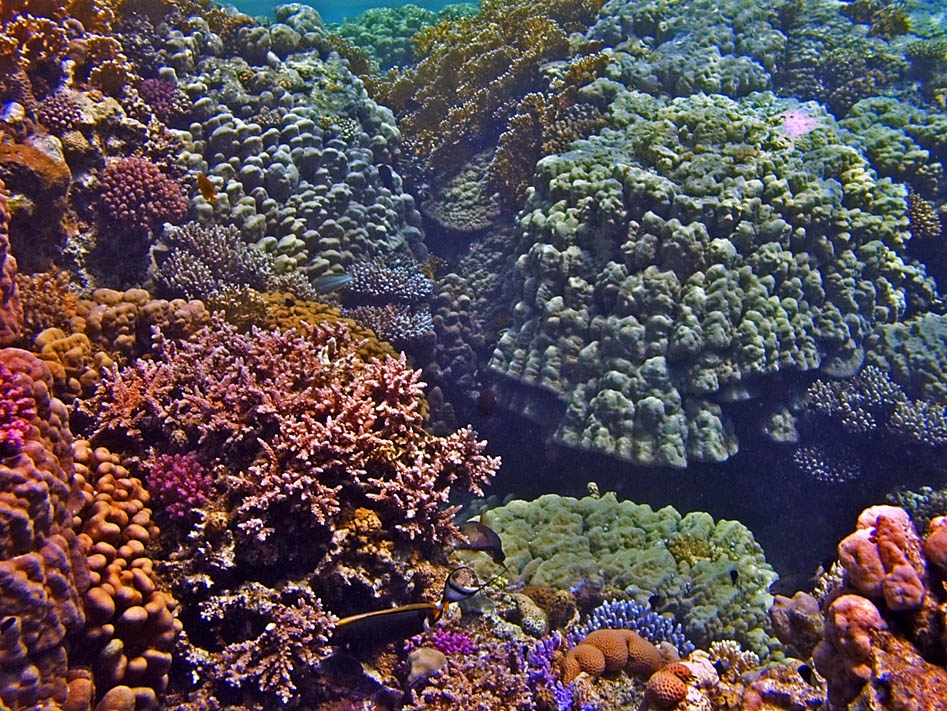 Rotes Meer-2006-Unterwasserlandschaften 4