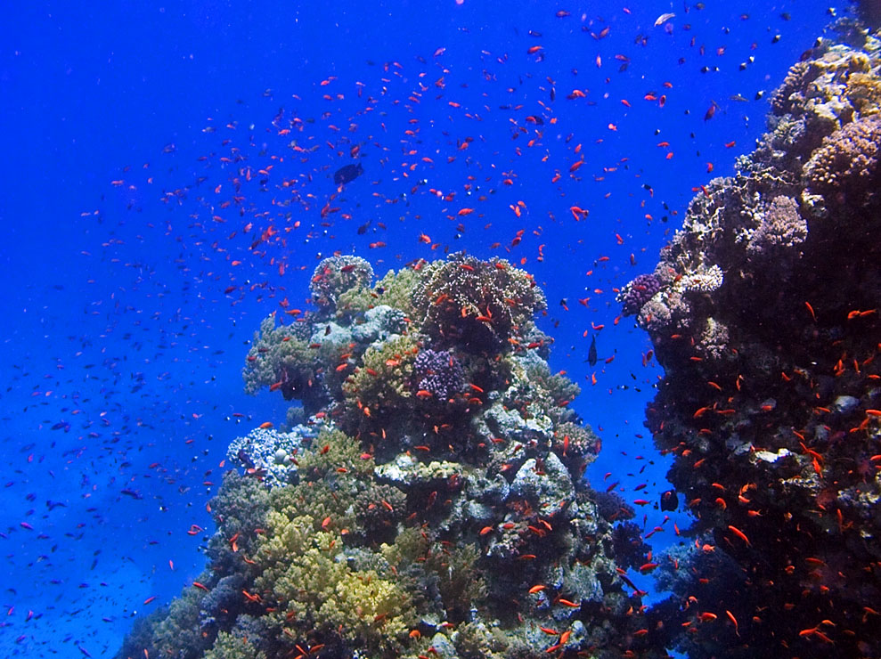 Rotes Meer-2006-Unterwasserlandschaften 5