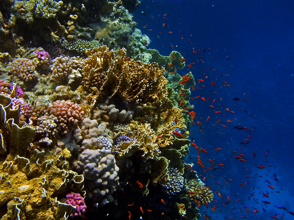 Rotes Meer-2006-Unterwasserlandschaften 6