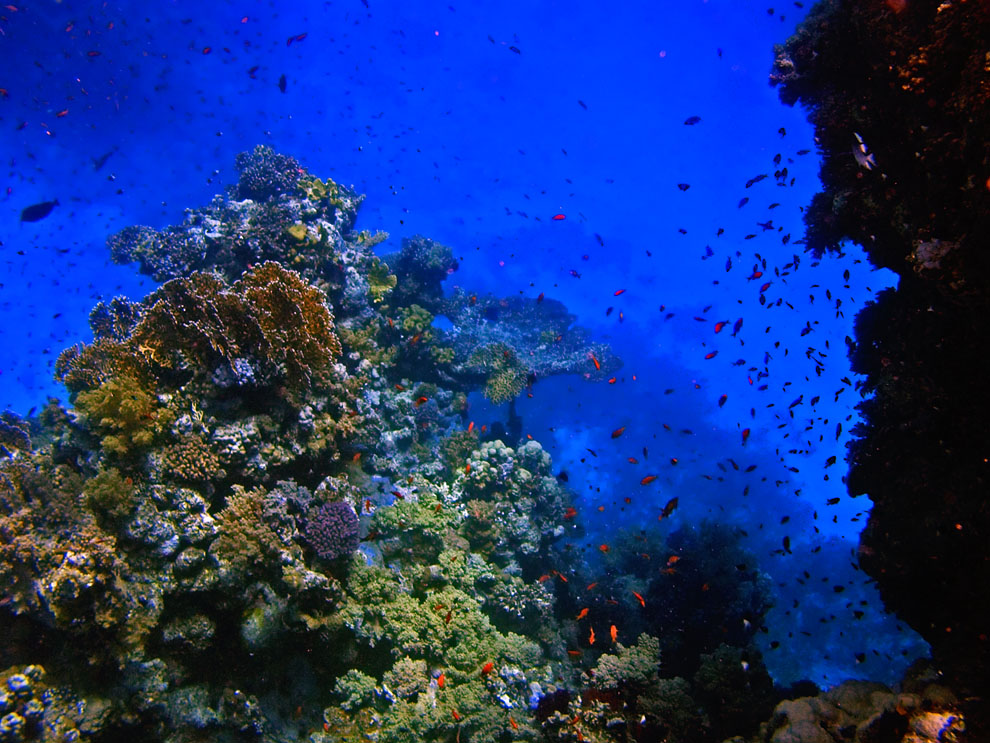 Rotes Meer-2006-Unterwasserlandschaften 7