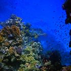 Rotes Meer-2006-Unterwasserlandschaften 7
