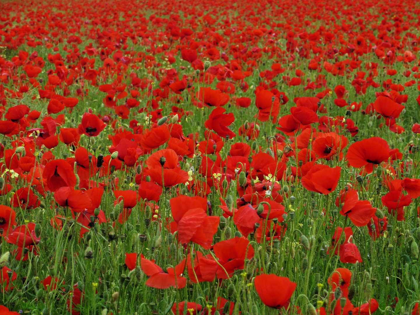 Rotes Meer