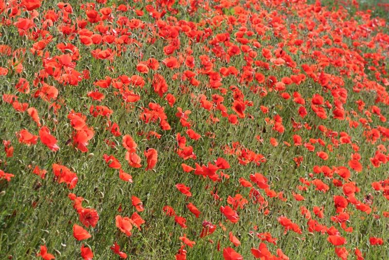 rotes Meer