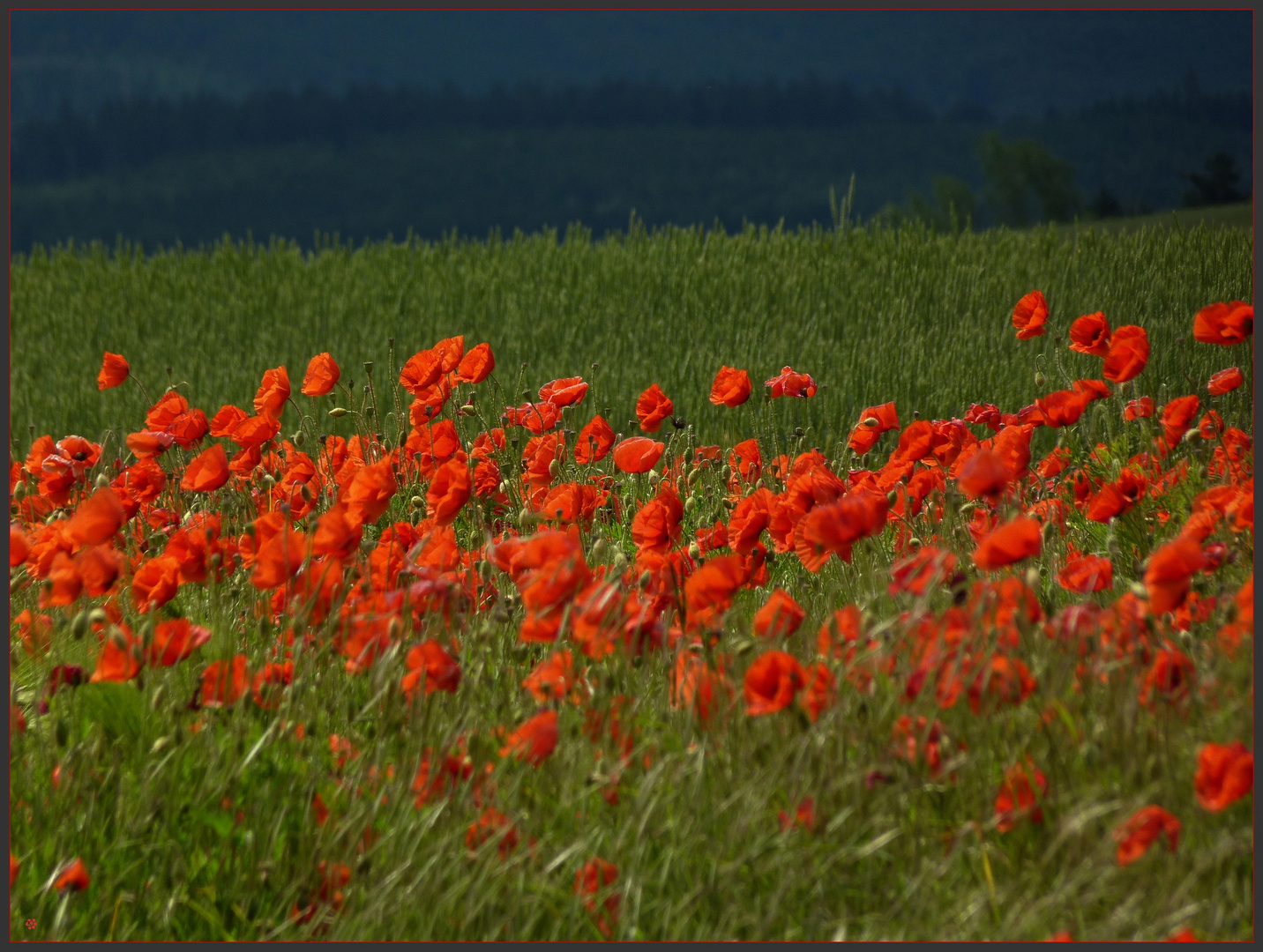 Rotes Meer .. *