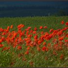 Rotes Meer .. *