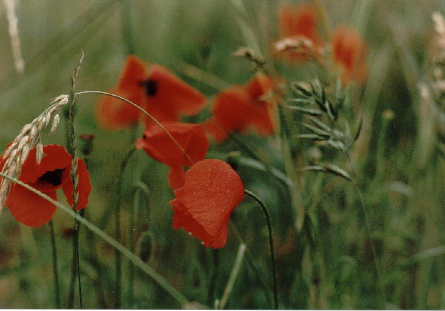 Rotes Meer