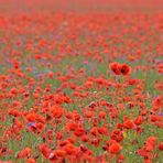 Rotes Meer