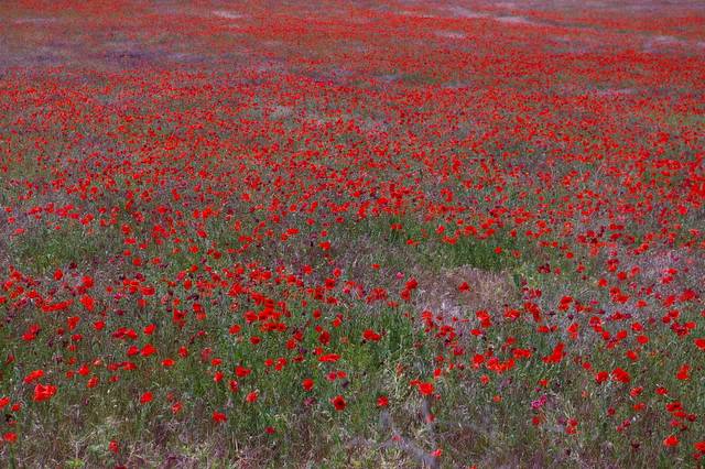 Rotes Meer