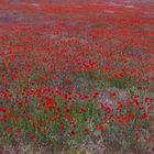 Rotes Meer