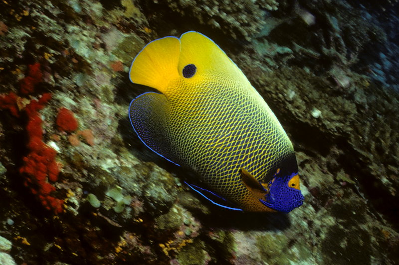 Rotes Meer - Kaiserfisch