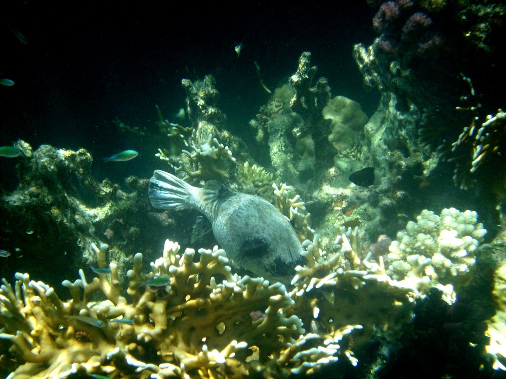 Rotes Meer Kugelfisch