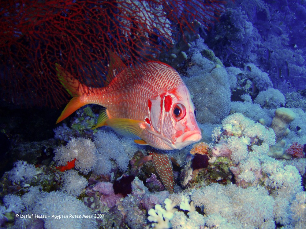 Rotes Meer, roter Fisch