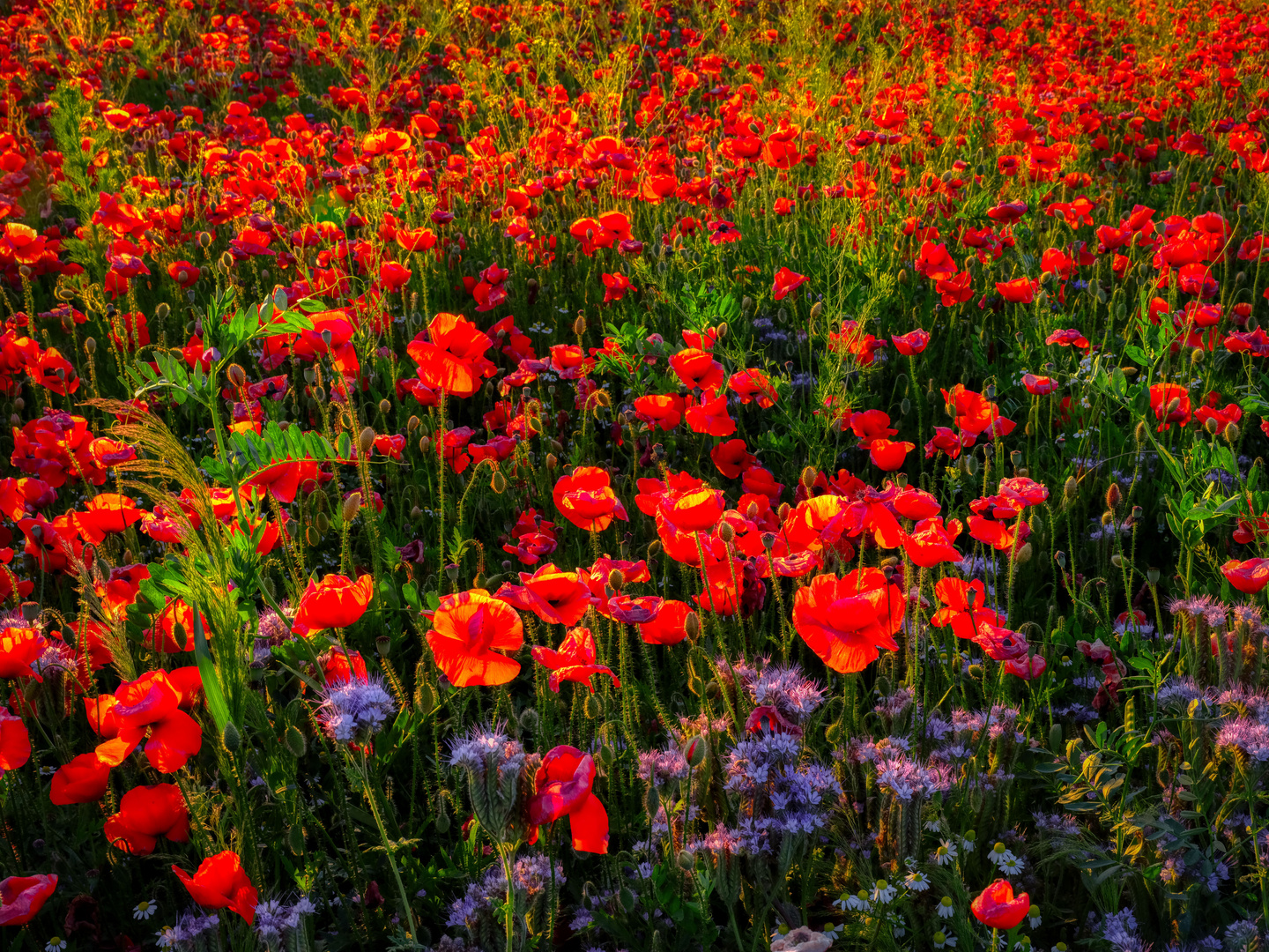 "Rotes Meer" voller Mittwochsblümchen