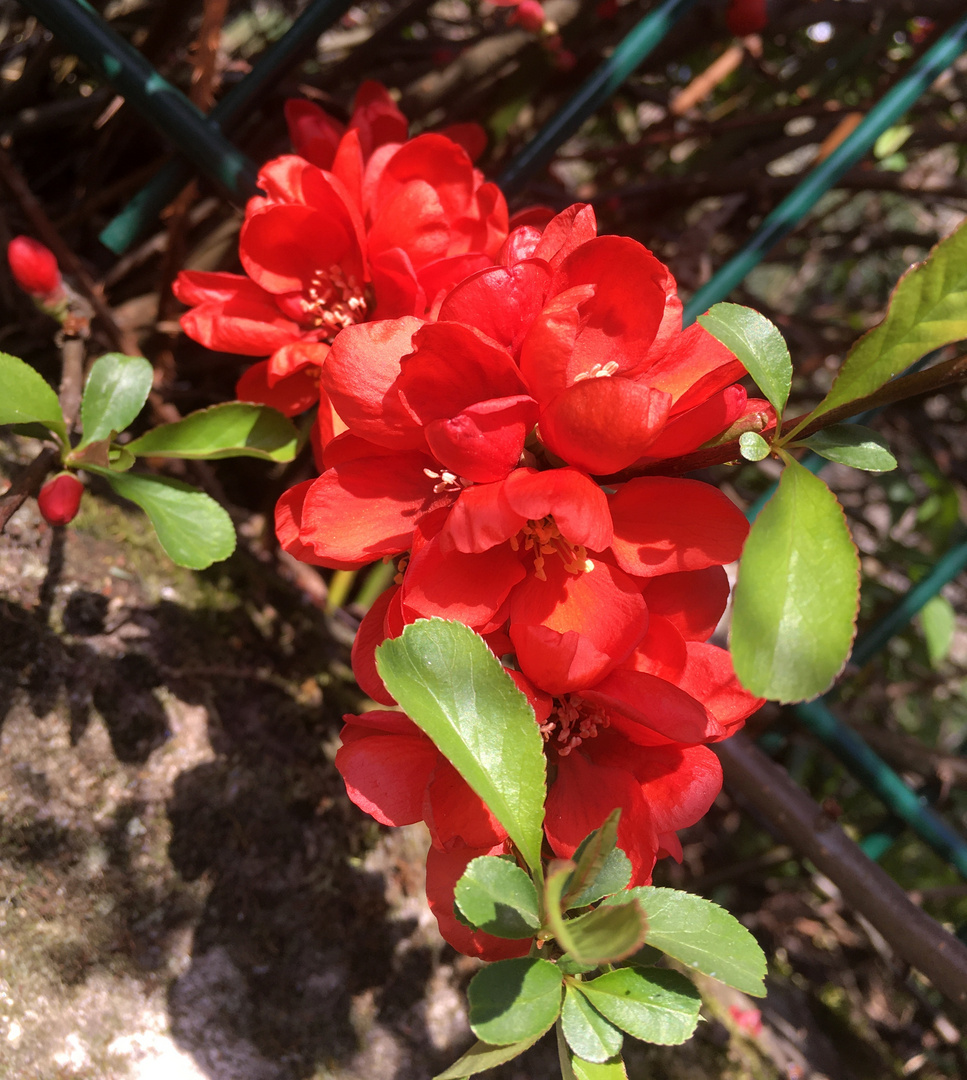rotes Mittwochsblümchen