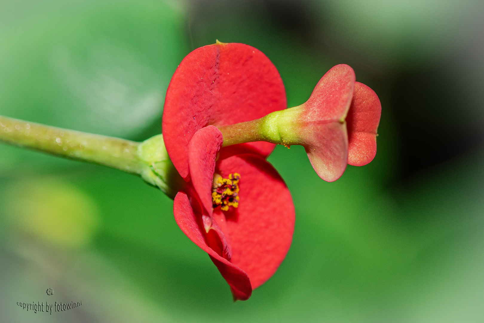 rotes Mittwochsblümchen