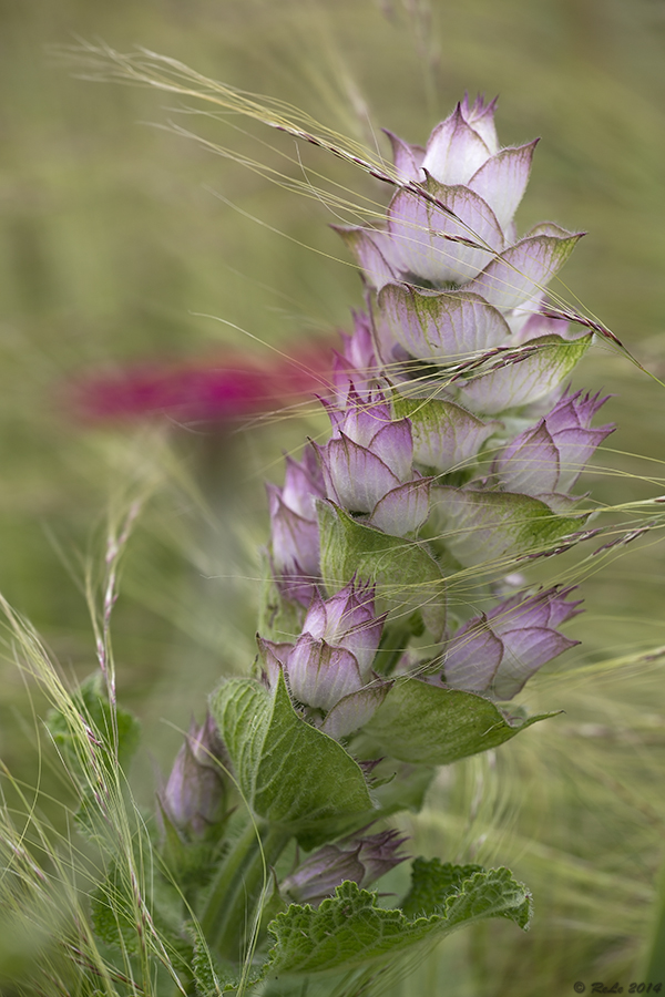 Rotes Mittwochsblümchen im Wind