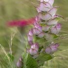 Rotes Mittwochsblümchen im Wind